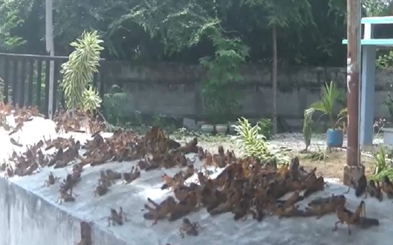 Merinding, Penampakan Gerombolan Belalang Duduki Permukiman Warga di Sumba Timur