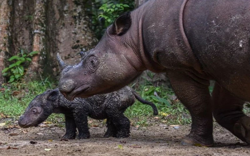 Rosa Si Badak Sumatra Lahirkan Anak Pertama Setelah 8 Kali Keguguran
