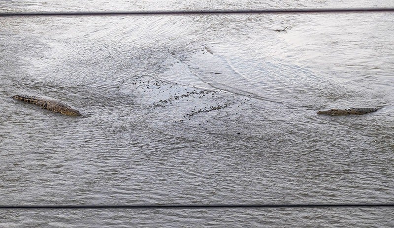 Penampakan Perdana Buaya Tanpa Ban Bekas di Leher Berjemur di Sungai Palu - Bagian 2