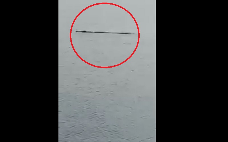 Buaya Berenang di Pantai Oliper Terekam Kamera, Warga: Seperti Ikuti Arus Laut