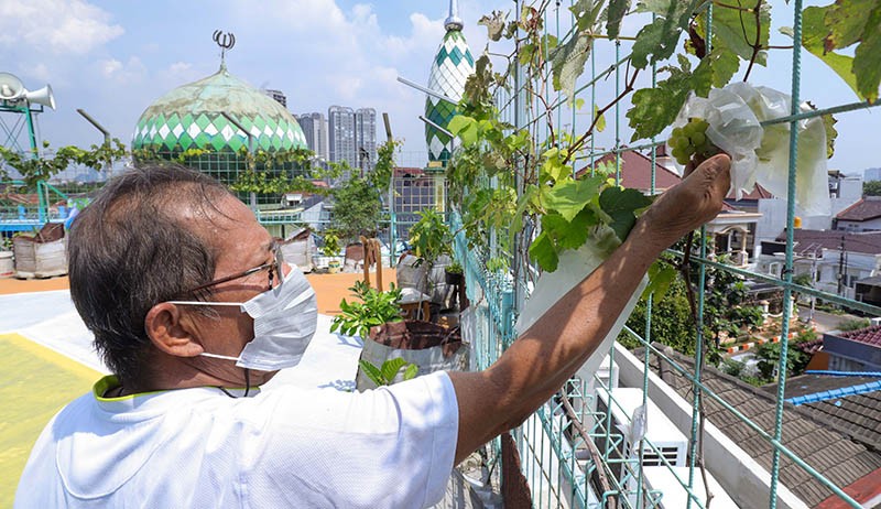 Budi Daya Anggur di Atap Masjid Hubbul Wathon Cempaka Putih - Bagian 3