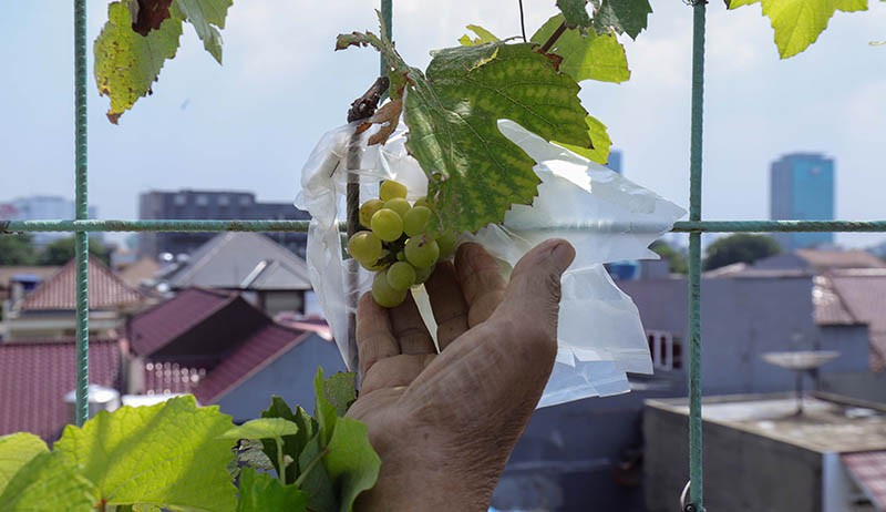 Budi Daya Anggur di Atap Masjid Hubbul Wathon Cempaka Putih - Bagian 2