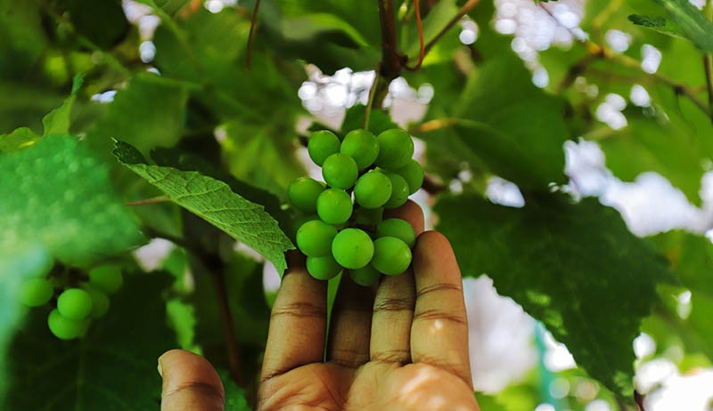 Budi Daya Anggur di Atap Masjid Hubbul Wathon Cempaka Putih - Bagian 1