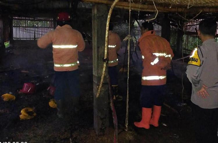Kandang Terbakar, 500 Ekor Ayam Mati Terpanggang