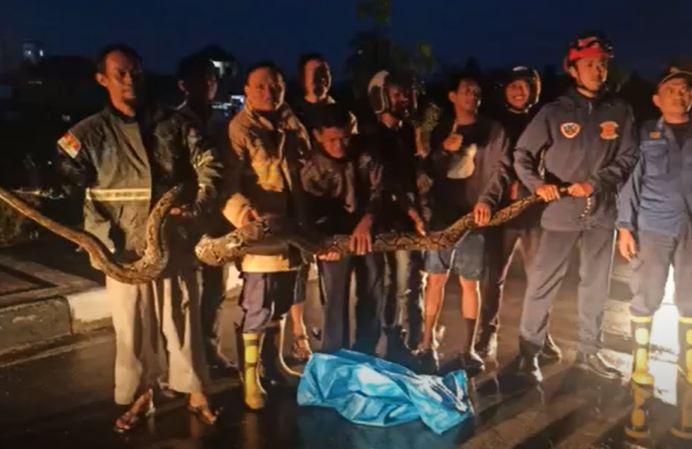 Ular Piton 4 Meter Masuk Bandara Juwata Tarakan, Penumpang Pesawat Panik