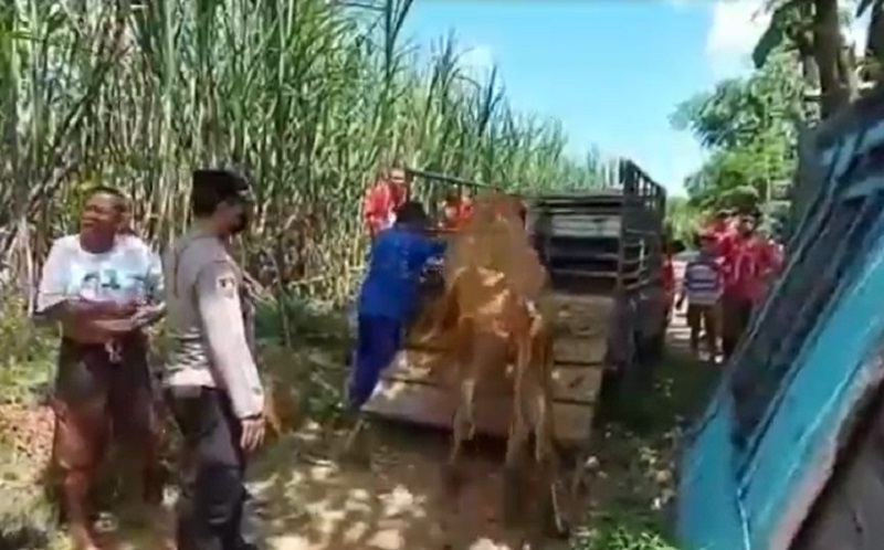 Ibu di Situbondo Lapor Polisi Sapi Limosin Hilang, Ternyata Dicuri Anak Sendiri 