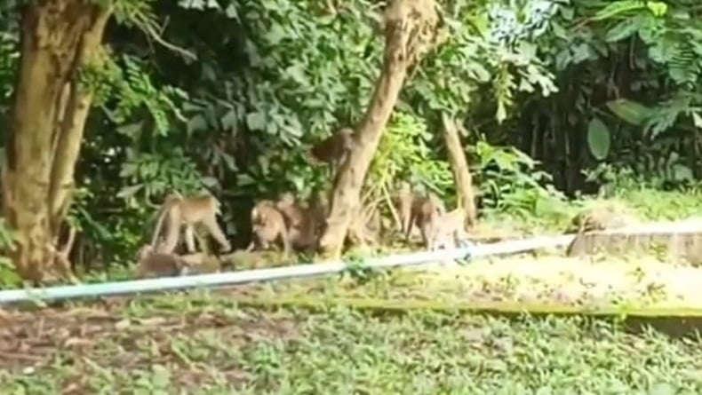 Gerombolan Monyet Liar Serbu Permukiman di Jatimekar Purwakarta, Warga Resah