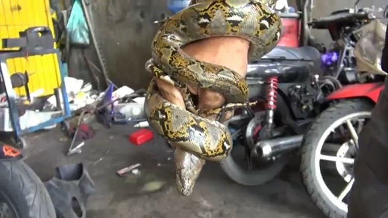 Karyawan Bengkel di Palangka Raya Kaget Tiba-Tiba Muncul Ular dari Kap Mobil