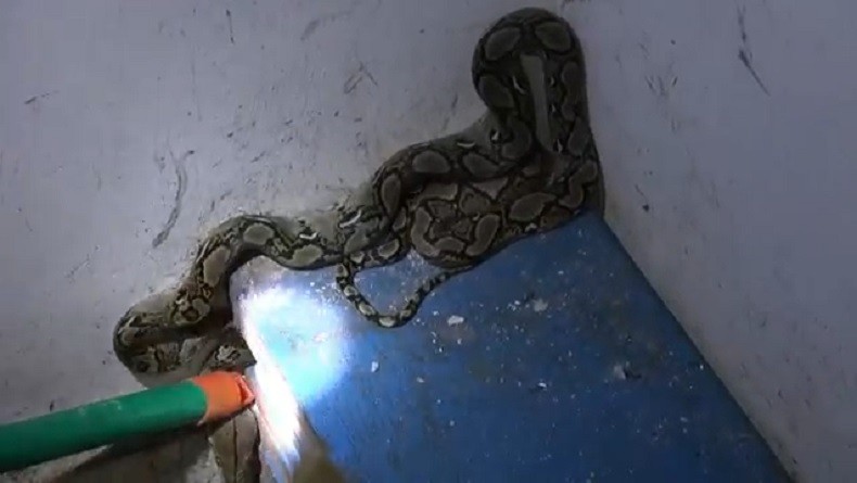 Bersih-Bersih di Dapur, Pegawai Kafe di Palangka Raya Kaget Ada Ular Bersembunyi