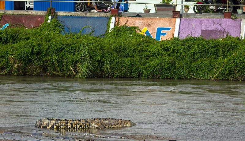 Keberadaan Puluhan Buaya Liar di Sungai Palu Mulai Bikin Resah Warga - Bagian 2
