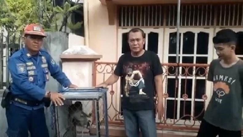 Kerap Kejar Anak-Anak Sekolah, Kera Lepas dari Kandang Akhirnya Ditangkap