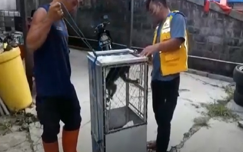Kera Peliharaan Lepas Gigit Emak-Emak dan Anak di Palangka Raya