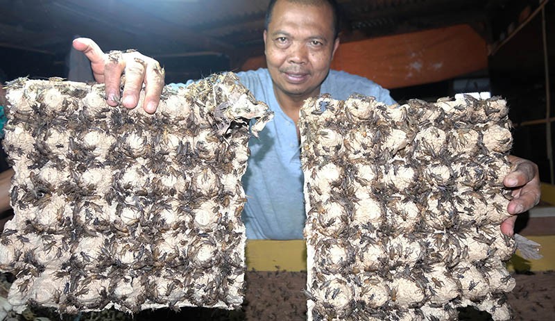 Prospek Bisnis Budi Daya Jangkrik yang Menjanjikan - Bagian 2
