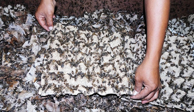 Prospek Bisnis Budi Daya Jangkrik yang Menjanjikan - Bagian 1