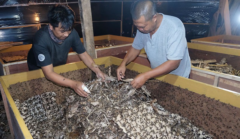 Prospek Bisnis Budi Daya Jangkrik yang Menjanjikan - Bagian 3