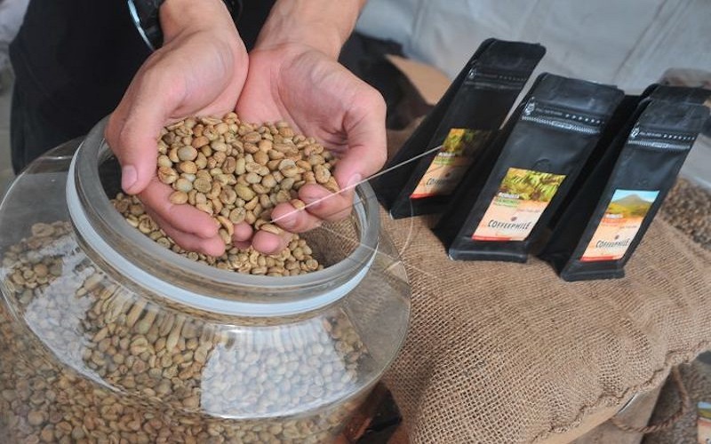 Membanggakan, Kopi dari Gunung Dempo Tembus Pasar Ekspor