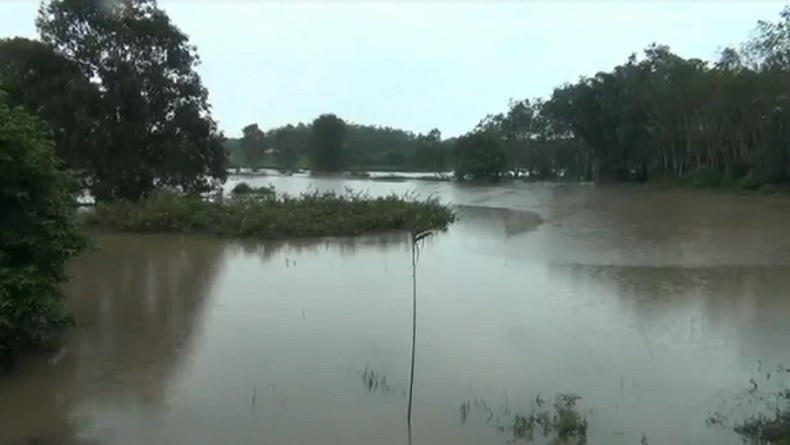 Puluhan Buaya Lepas saat Banjir dari Penangkaran di Banyuasin, BKSDA Imbau Masyarakat Tenang