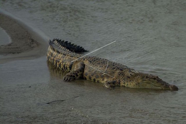 Tim BKSDA Sumsel Buru Buaya Penangkaran yang Terlepas