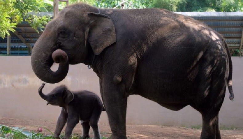 Gajah Sumatera di Bali Zoo Melahirkan Anak Pertama Jantan Berbobot 80 Kg
