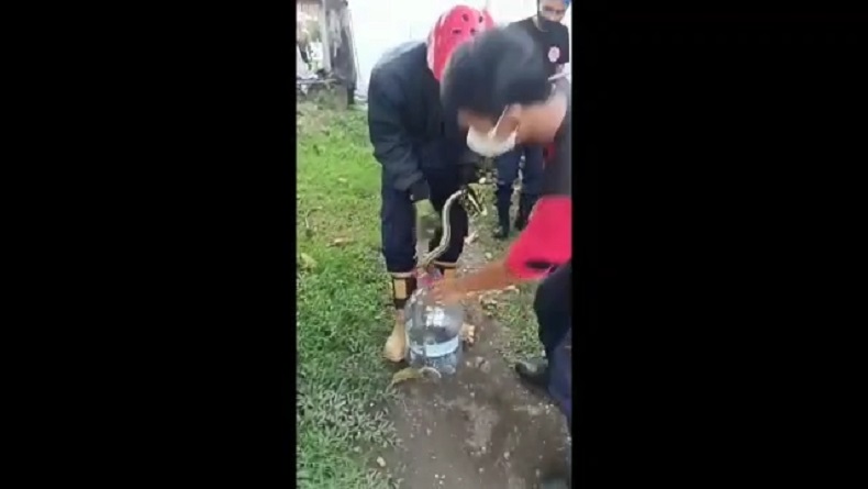 Ular Lanang Sapi Resahkan Warga Kadipaten, Petugas Damkar Majalengka Turun Tangan