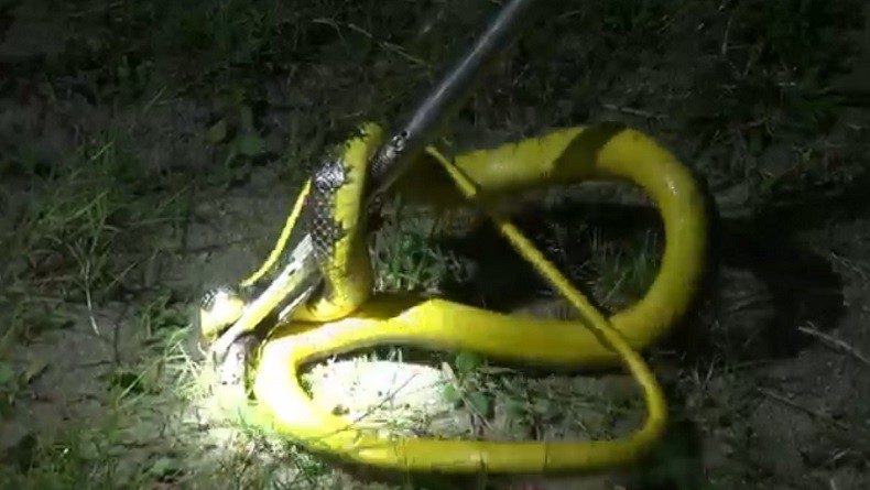 Ular Dievakuasi di Halaman Rumah Warga, Relawan : Warnanya Unik Jenis Belum Jelas