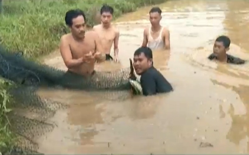 Warga 3 Desa Buru Puluhan Buaya Muara yang Lepas dari Penangkaran di Banyuasin 