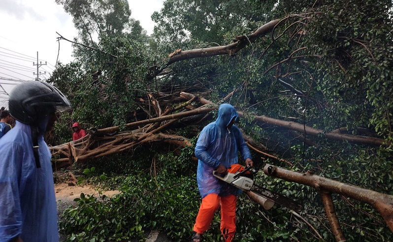 Pohon Beringin Raksasa Tumbang, Lalu Lintas Malang-Blitar Putus