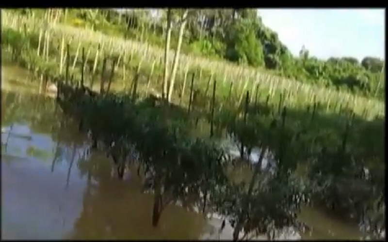 Tanaman Cabai Terendam Banjir, Petani di Banyuasin Sedih Panen Lebih Awal 