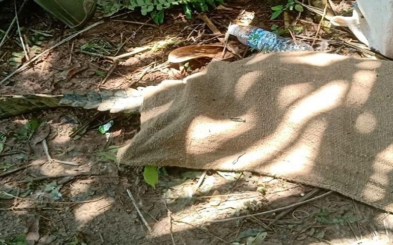 title 2 Warga Terluka saat Evakuasi Buaya Muara yang Lepas dari Penangkaran 2 Warga Terluka saat Evakuasi Buaya Muara yang Lepas dari Penangkaran