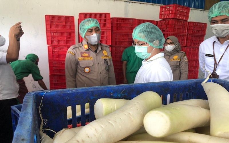 Lobak asal Sumut Laris Manis di Jepang, Ekspor Naik Hampir 90 Persen