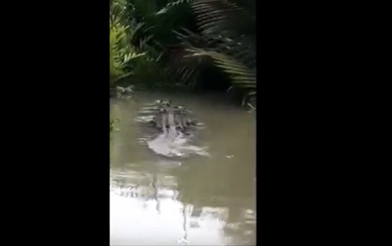 Teror Buaya 3 Meter di Kotawaringin Barat, Warga Sampai Tak Berani Mancing ke Sungai 