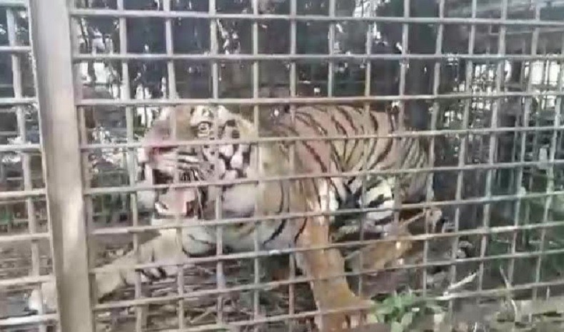 Penampakan Harimau yang Resahkan Warga Merangin, Masuk Perangkap BKSDA 