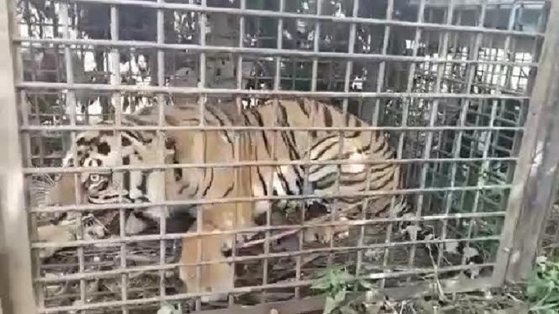 Harimau Pemangsa 11 Kambing dan 2 Sapi Milik Warga Tertangkap, Ini Penampakannya