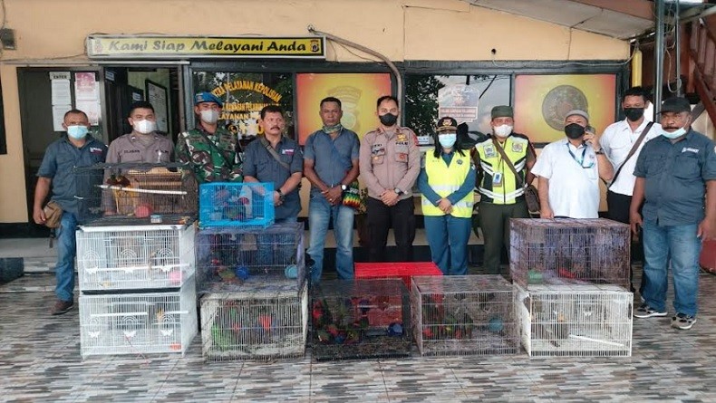 Penyelundupan Burung Dilindungi Berbagai Jenis Digagalkan, Cenderawasih hingga Kasturi Raja