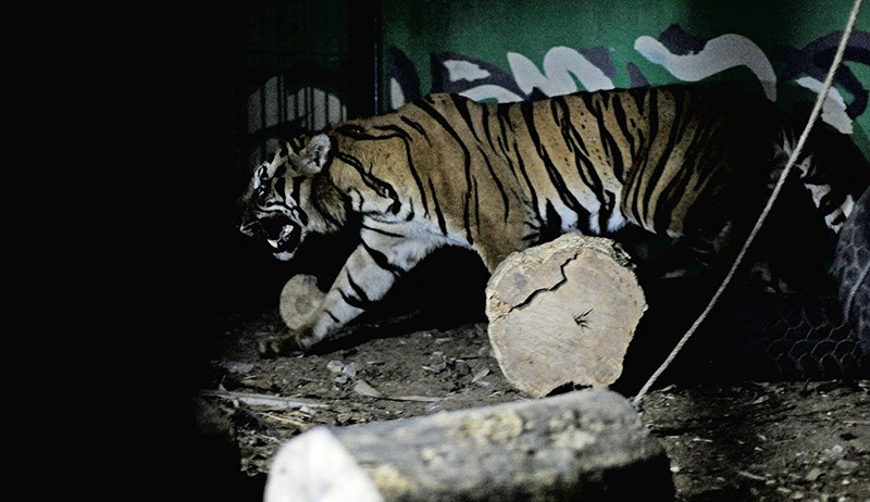 Pekerja Kebun di Pelalawan Diserang Harimau saat Tidur, Kepala Robek Dapat 20 Jahitan