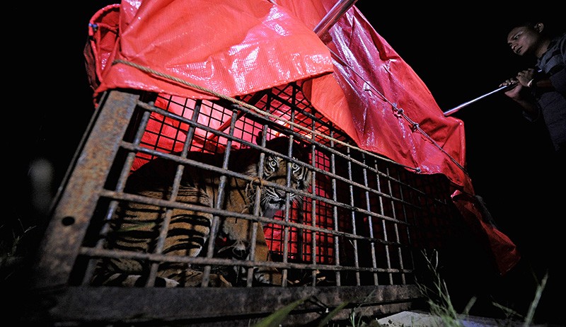 Momen Penyelamatan Harimau Sumatera Korban Konflik di Jambi - Bagian 2