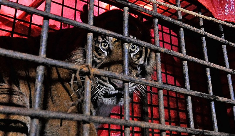 Kerap Konflik dengan Manusia, Harimau Sumatera di Jambi Tak Sampai 200 Ekor
