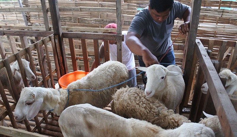 Jasa Penitipan Hewan Ternak, Biaya Rp3.000 per Hari - Bagian 2