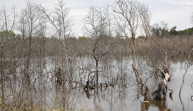 Hutan Mangrove di Batam Center Mati akibat Banyaknya Pembukaan Lahan Baru - Bagian 2