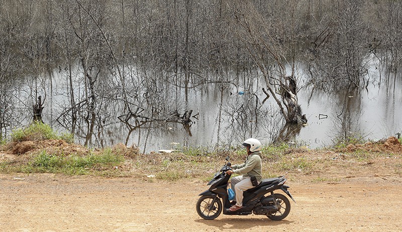 Hutan Mangrove di Batam Center Mati akibat Banyaknya Pembukaan Lahan Baru - Bagian 1