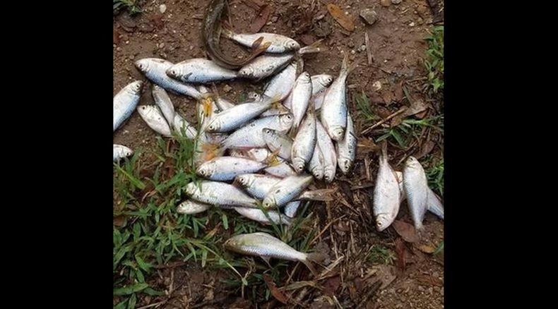  Ilmuwan Bingung, Kota Ini Dilanda Hujan Ikan Setiap Tahun 