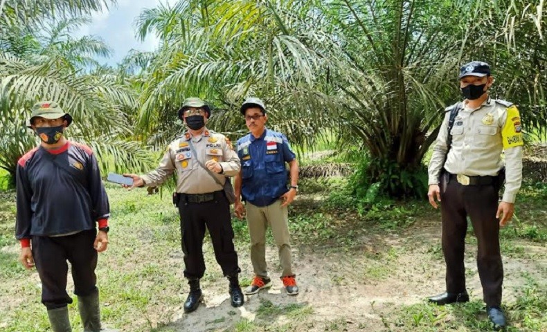 Teror Harimau, Pemilik Kebun Sewa Pengawal untuk Amankan Pekerja Panen Sawit