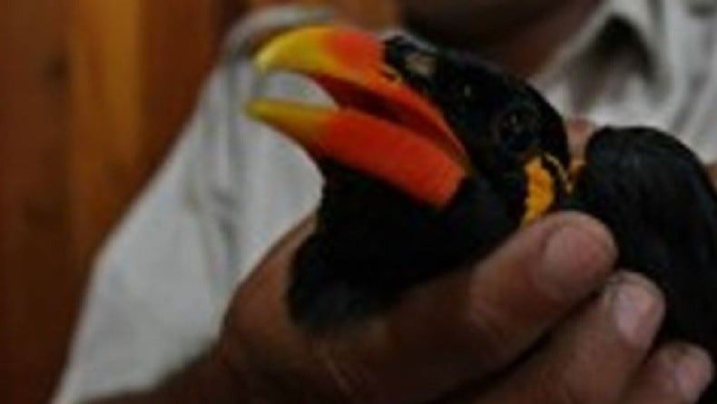 Penyergapan di Kapal Ambu, Petugas Temukan Tiga Burung Beo Mentawai