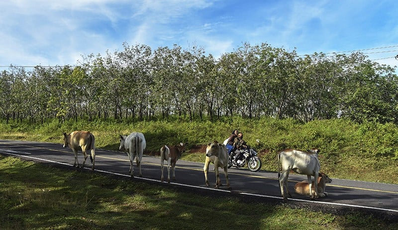Jalur Pantai Selatan Sepi, Pemudik Bisa Menikmati Keindahan Alam - Bagian 3