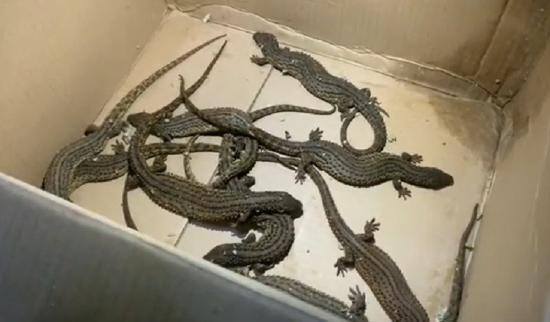 10 Ekor Biawak Tanpa Telinga Hendak Diselundupkan ke Medan, Disamarkan dalam Paket Kue