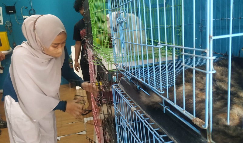 Ditinggal Mudik, Aneka Kucing Penuhi Tempat Penitipan Hewan di Malang