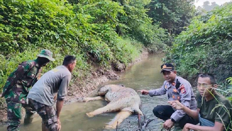 Gajah Ditemukan Mati di Sungai Hutan Rabung Lima Aceh Timur, Ada Bekas Jeratan di Kaki