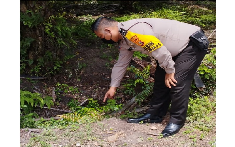 Merinding, Harimau Datangi Barak Pekerja Kebun Sawit