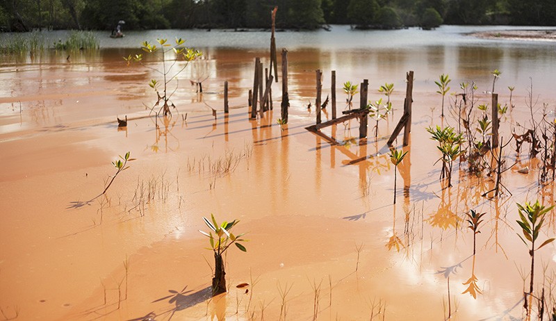 Hutan Mangrove Rusak Tercemar Limbah Tambang Pasir Ilegal di Batam - Bagian 3