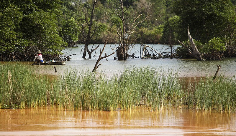 Hutan Mangrove Rusak Tercemar Limbah Tambang Pasir Ilegal di Batam - Bagian 2